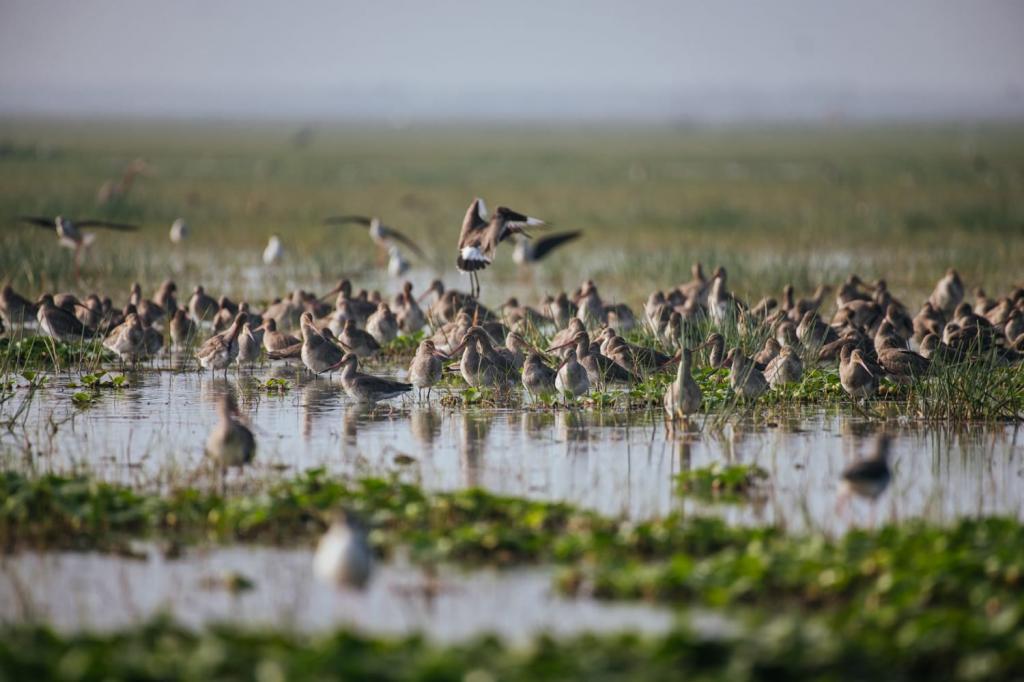 Multiple threats cause huge decline in migratory waterbirds in Africa, Eurasia - Vimarsana News