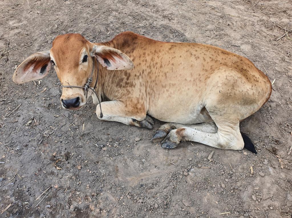 Wild spread of lumpy skin disease in Rajasthan may have been triggered by climate change - Vimarsana News