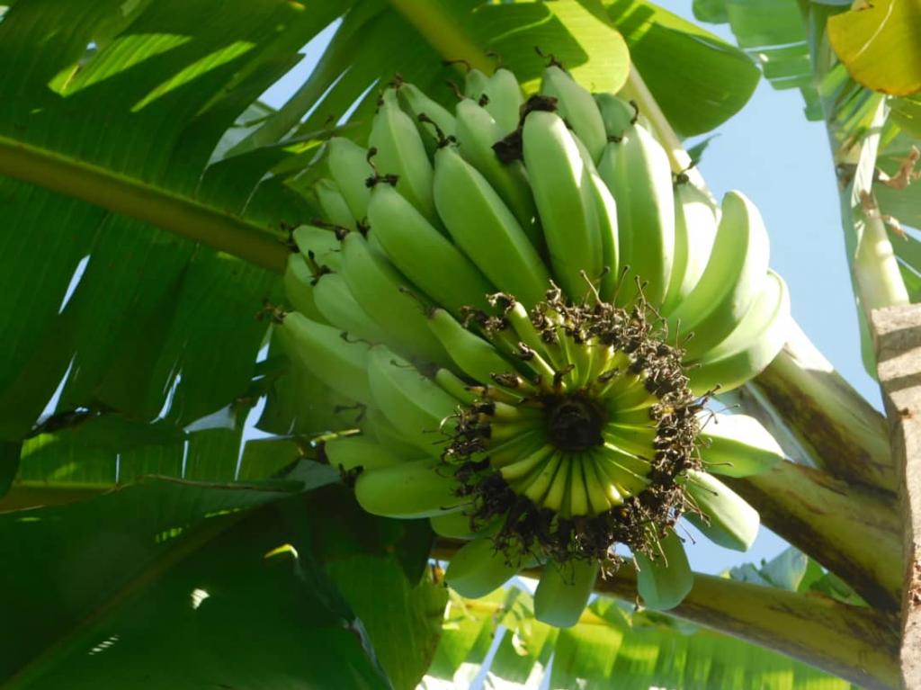 Fastspreading banana fungus poses major threat to African food security