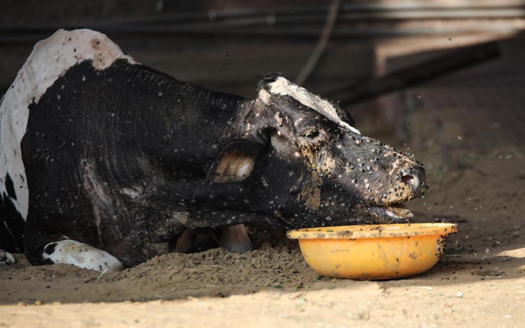 Ground Report: Lumpy Skin Disease has created a livelihood crisis for India's small dairy farmers - Vimarsana News