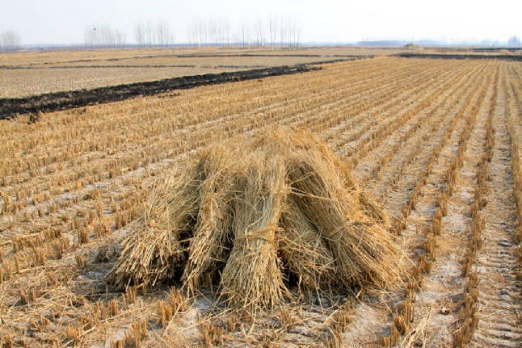 India's green push for second-generation bioethanol - Vimarsana News