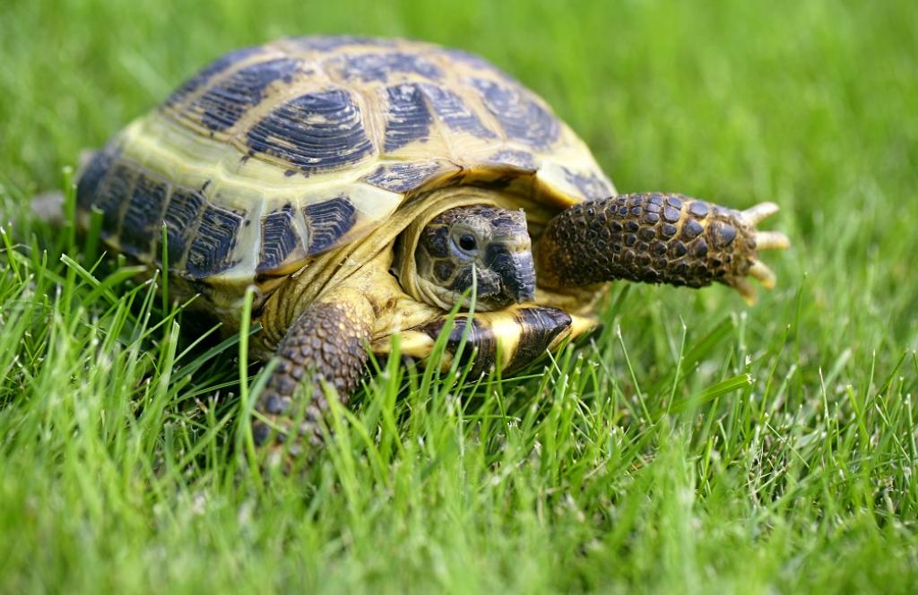 The other reptile species was the Testudo horsfieldii or Russian tortoise. The U.S. market for imported wildlife not listed in the CITES multilateral treaty was published in Conservation Biology. Photo: iStock