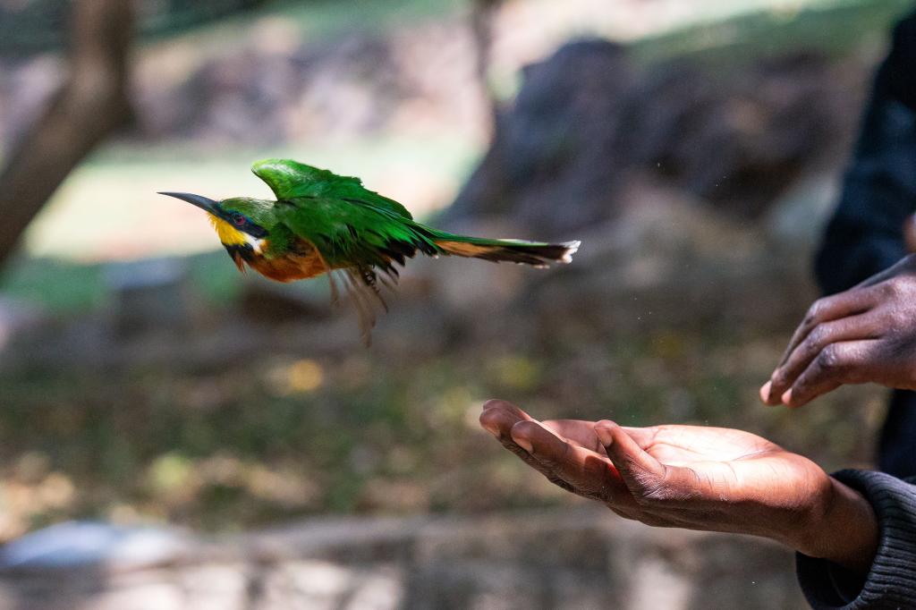 3-D techniques shed light on what makes a bird's lungs so efficient - Vimarsana News