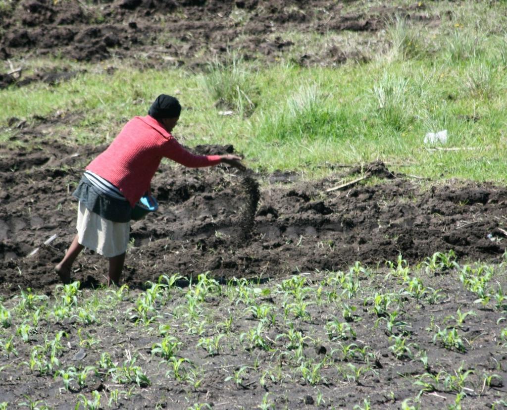 Fertiliser industry to make $57 billion in profits this year as farmers, govts grapple with the bill - Vimarsana News