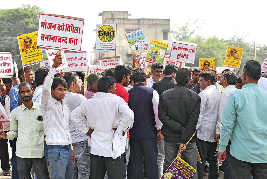 DTE Coverage: Does India really need GM mustard - Vimarsana News