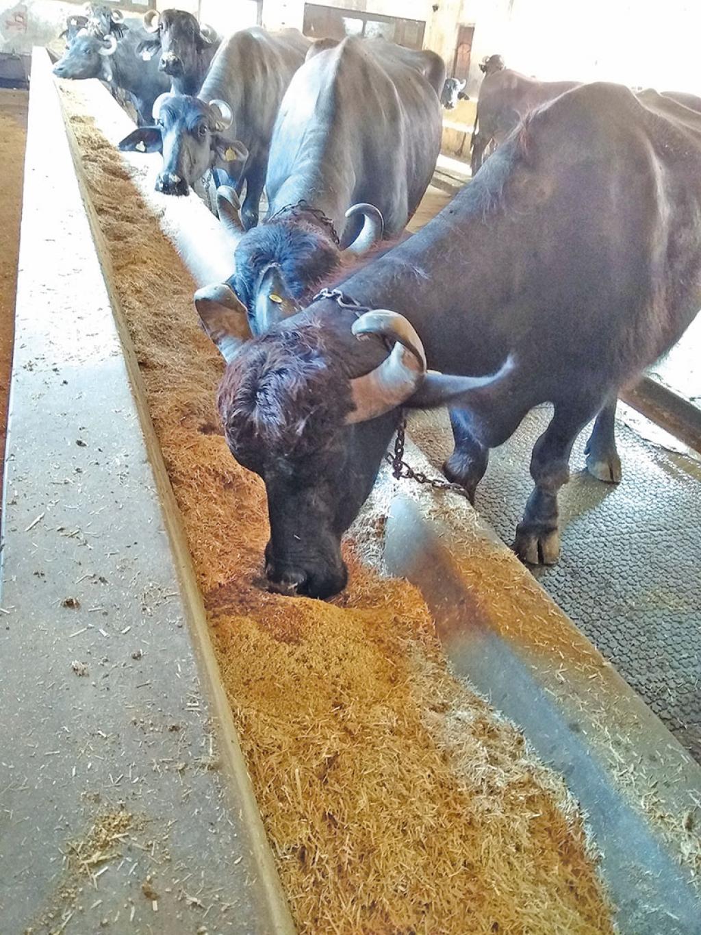 Burp Control How Can Methane Released In Livestock Belches Be Reduced 
