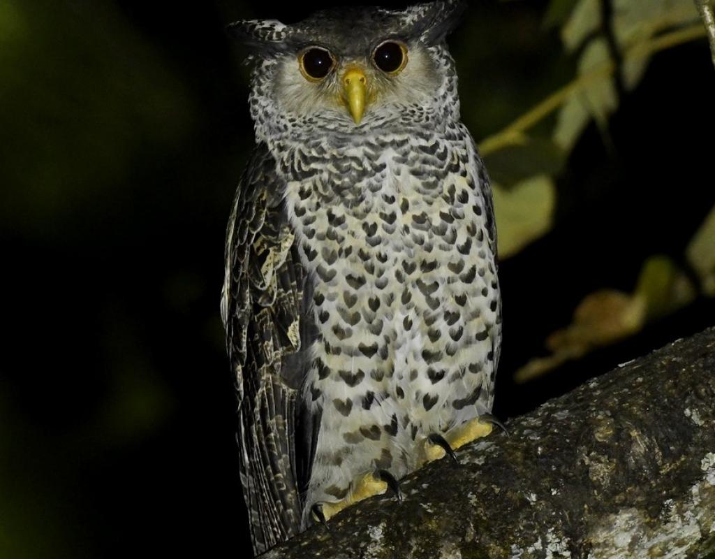 Bird watchers record over 200 bird species in Chhattisgarh's Kanger Valley National Park - Vimarsana News