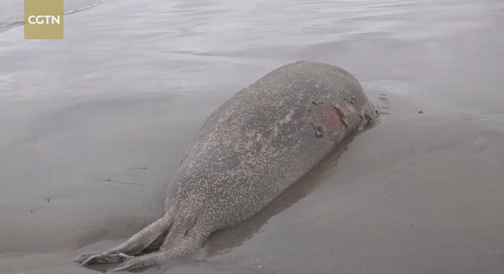 In Pics 2,500 dead seals wash up on Russia’s Caspian shore