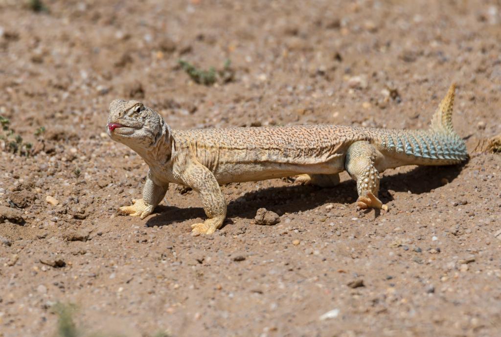 Wild Animals Of The Great Thar Desert Of India 57 OFF