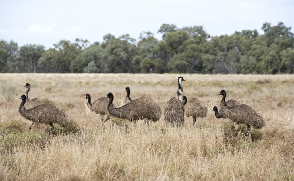 Rewilding Tasmania with emus will be good for the island state's ecosystems - Vimarsana News