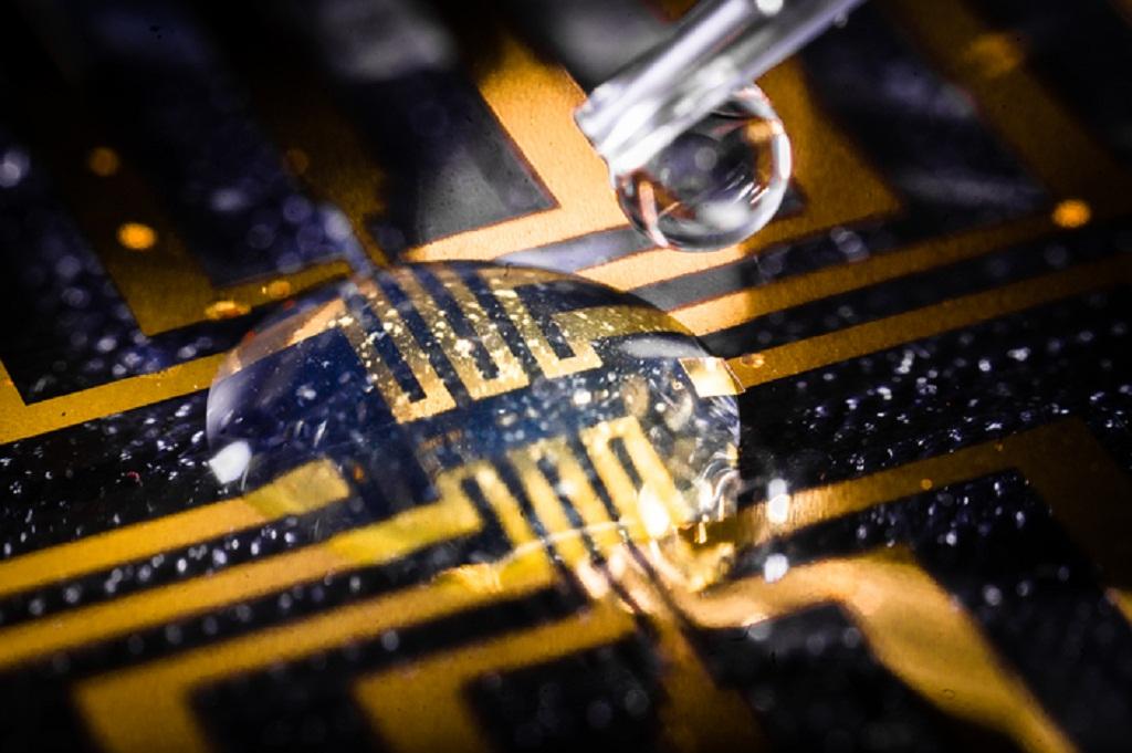 End of invasive surgery? Researchers grow electrodes in living tissues of zebrafish - Vimarsana News