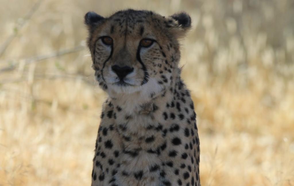 Five-year-old Sasha in Namibia. Photo: Cheetah Conservation Fund