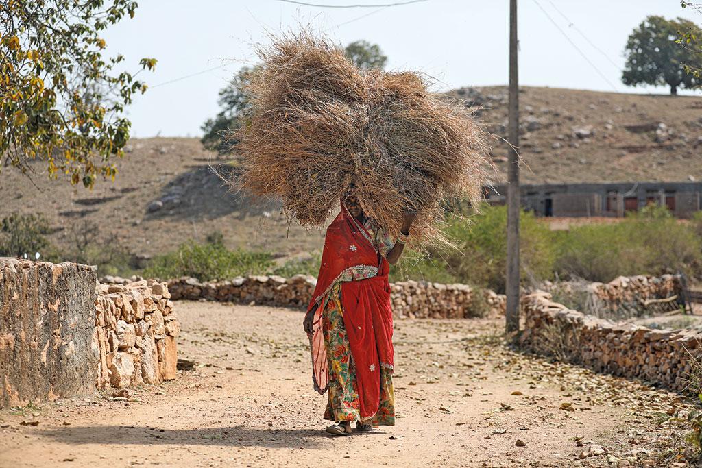 Rajasthan's Udaipur and Bhilwara turned to village commons to overcome the fodder crisis; here's why - Vimarsana News