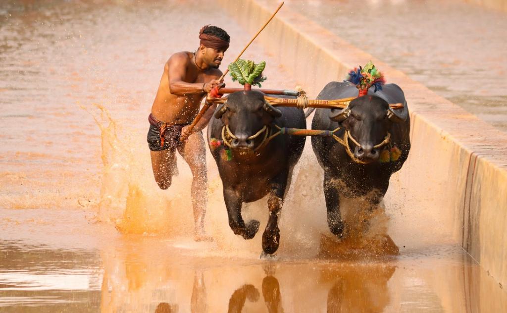 Jallikattu, Kambala can go on in Tamil Nadu and Karnataka, rules Supreme Court - Vimarsana News
