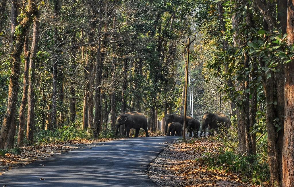 A glimpse into the grey picture of human-elephant conflicts in Meghalaya - Vimarsana News
