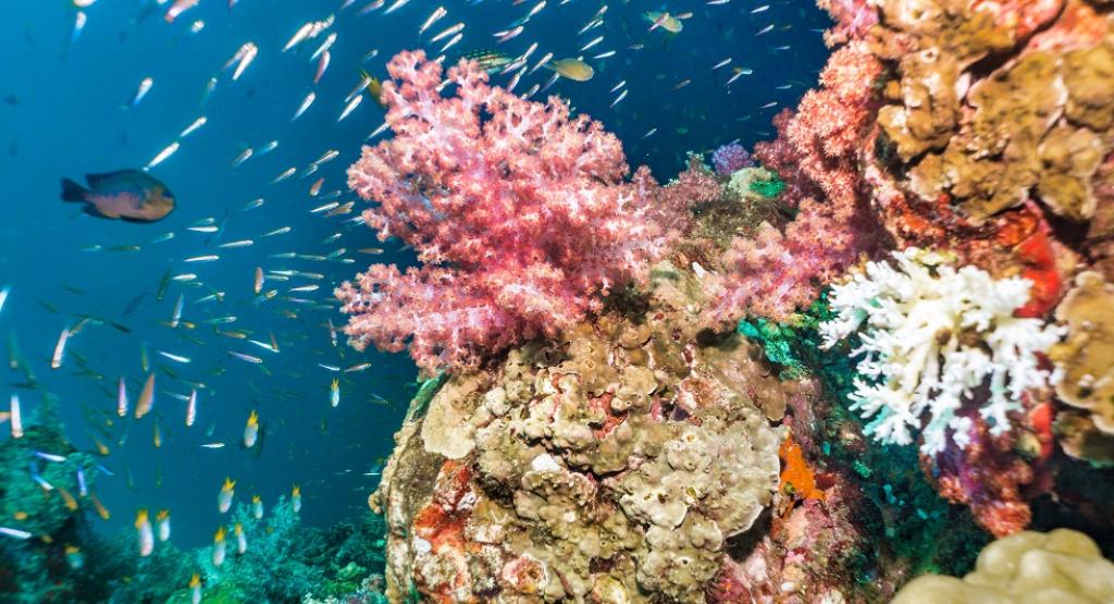 El Nino 2023: Warming this year last seen in 2009; may cause global marine devastation; here's how - Vimarsana News
