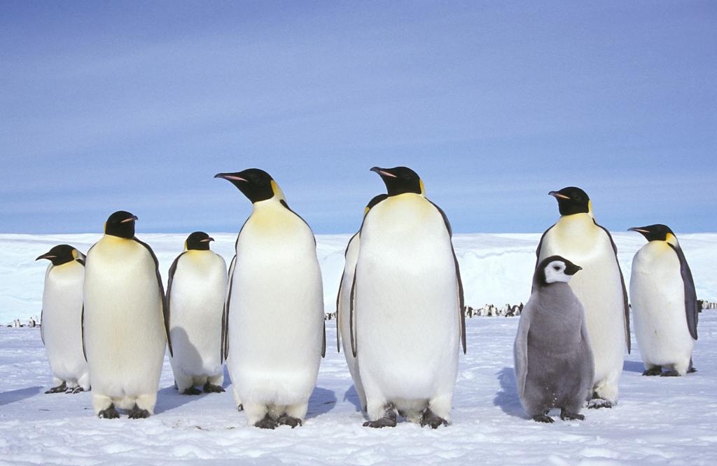 Antarctic tipping points: The irreversible changes to come if we fail to keep warming below 2℃ - Vimarsana News