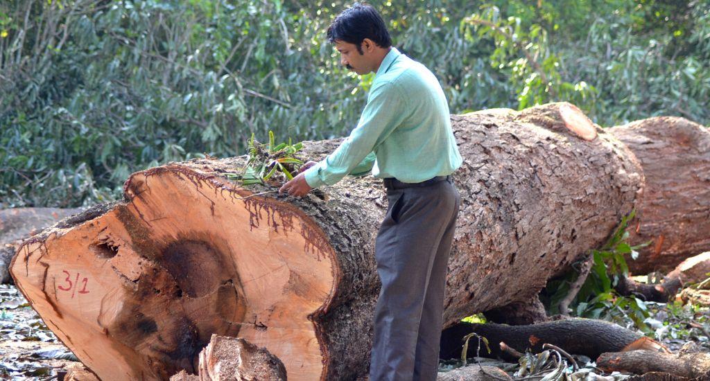 The disappearing wild orchids of North Bengal