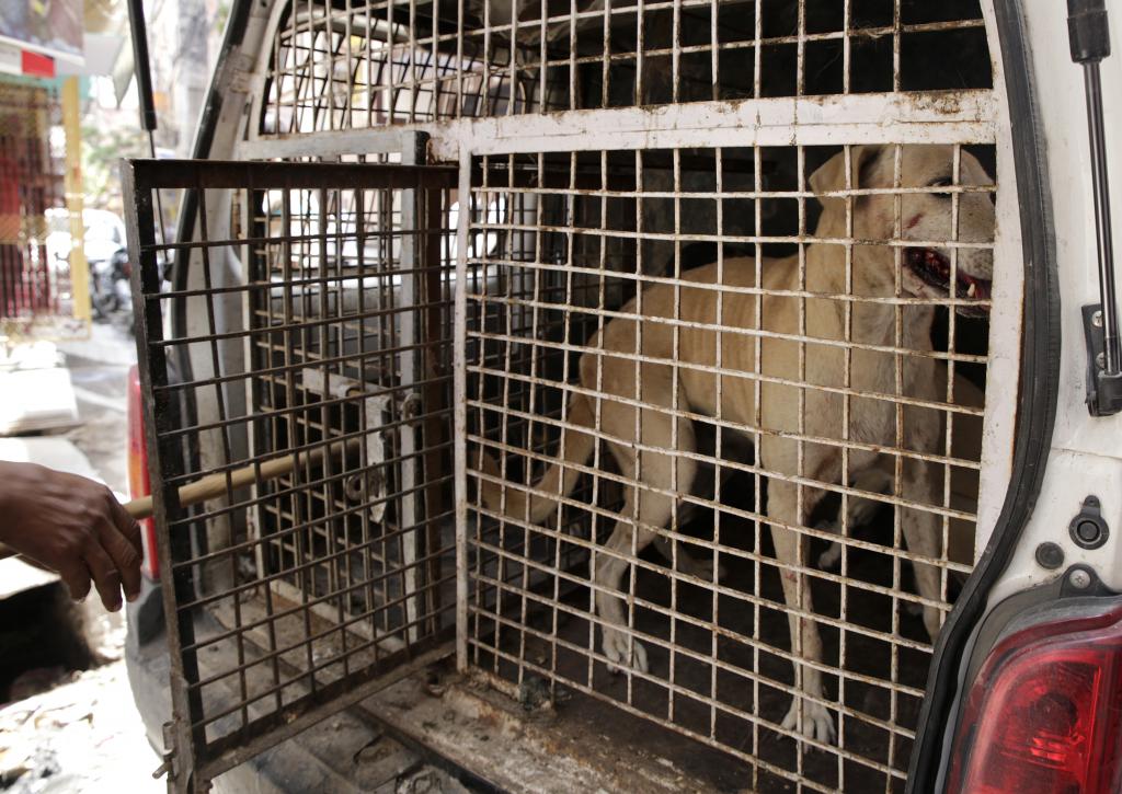 'Vermin, serious threat to children's lives': Kerala state child rights body moves HC for culling stray dogs - Vimarsana News