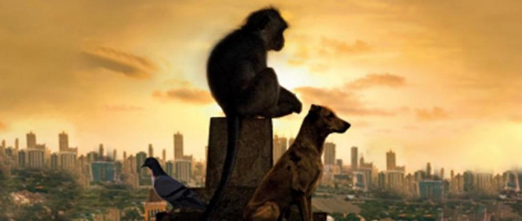 Urban Menace: Down To Earth's cover story on dogs, monkeys and pigeons in Indian cities - Vimarsana News