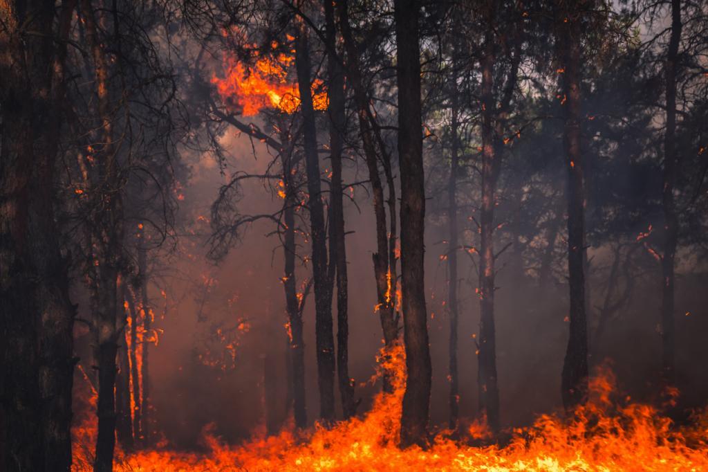 It's official: Australia is set for a hot, dry El Nino. Here's what that means for the flammable continent - Vimarsana News