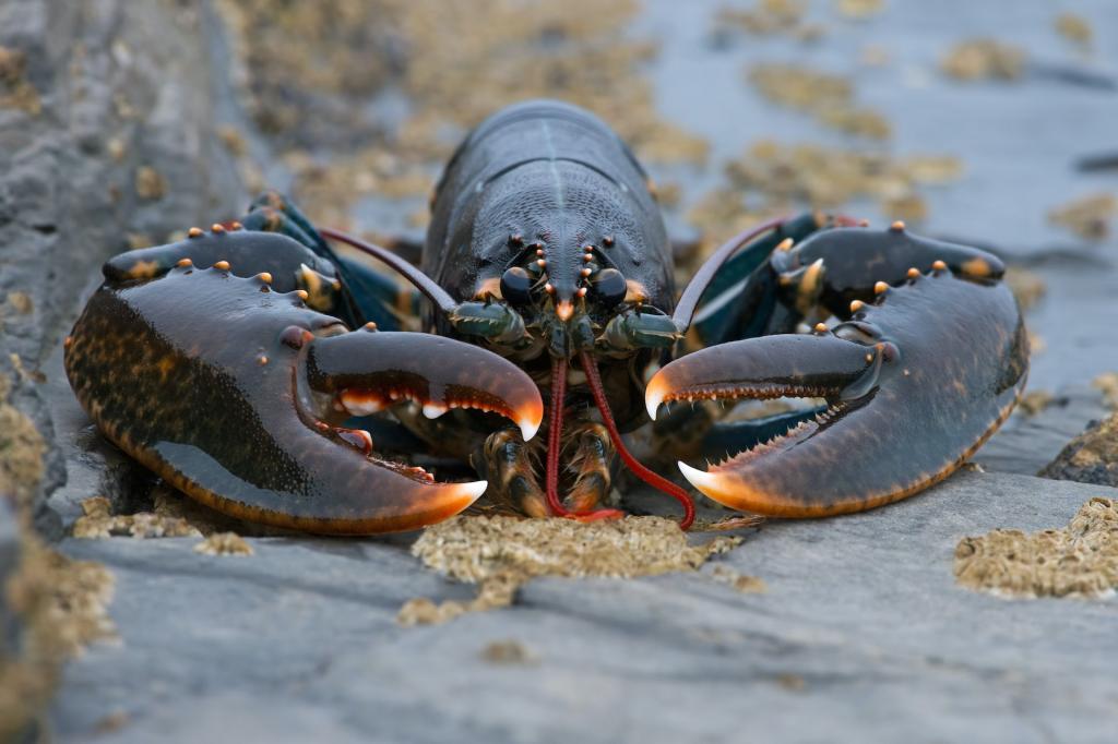 Offshore windfarms could offer new habitats for lobsters new research