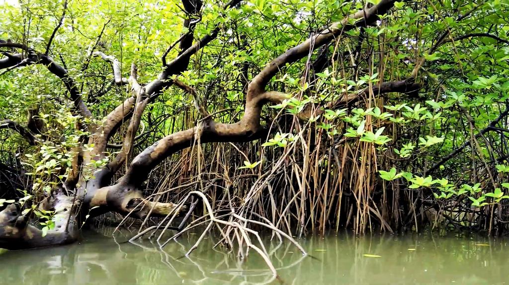 Cyclone Tamers An Odisha Village Restores Mangroves To Allay Impact Of cyclone-tamers-an-odisha-village-restores-mangroves-to-allay-impact-of