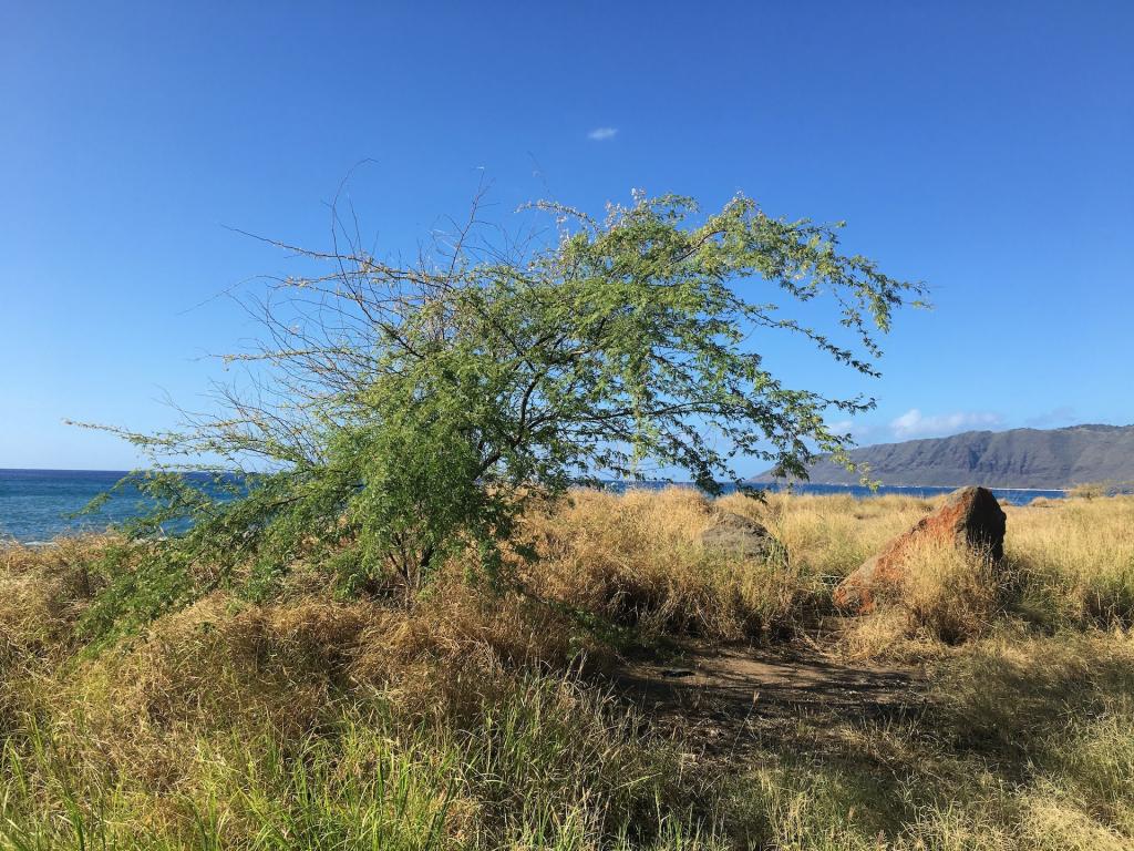 Hawaii’s climate future Dry regions get drier with global warming
