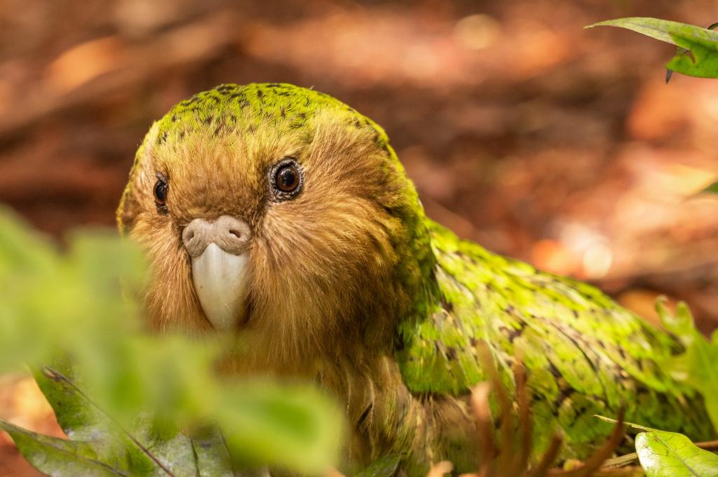 How gene mapping almost all remaining kākāpō will help NZ’s rare night ...