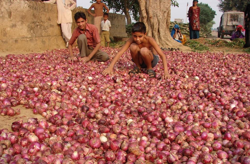 India’s onion production expected to fall by over 15; potato