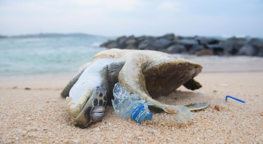 Global plastic profiles: How do countries intend to tackle existing plastic pollution?