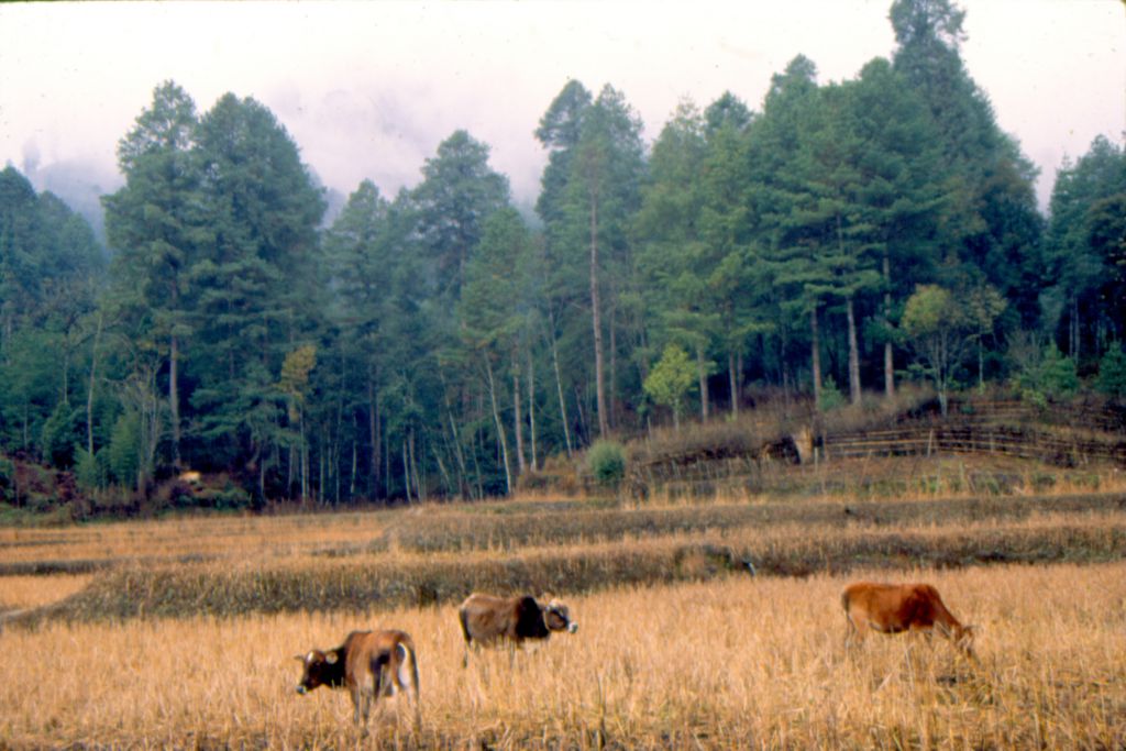 Grasslands intensively managed by humans have become a net source of greenhouse gas emissions Grasslands intensively managed by humans have become a net source of greenhouse gas emissions