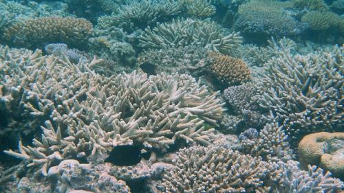 Australia is the only populated continent that was not mentioned in the report, which was produced by UNESCO, UNEP, and the Union of Concerned Scientists. It comes in the wake of one of the Great Barrier Reef’s most significant coral bleaching events – one widely attributed to climate change
Credit:Robert Linsdell
Australia is the only populated continent that was not mentioned in the report, which was produced by UNESCO, UNEP, and the Union of Concerned Scientists. It comes in the wake of one of the Great Barrier Reef’s most significant coral bleaching events – one widely attributed to climate change
Credit:Robert Linsdell