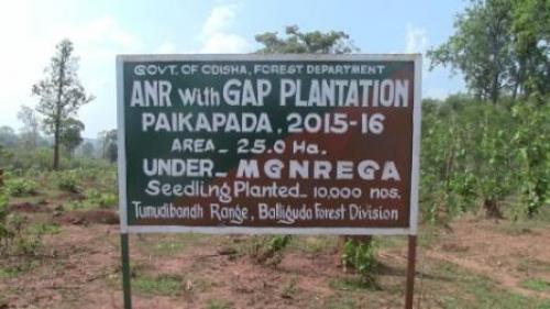 In Paikpada, village, the department has cut down Sal trees from 25 ha, which falls within the traditional boundary of the village
Credit: Laxmidhara Murmu