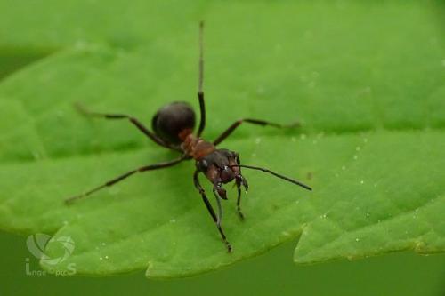 The microbes living in and on tropical ants are studied for antibacterial and antifungal drugs by scientists across the world. Matt Hutchings from the University of East Anglia leads a major British study, prospecting bioactive compounds from fungus-farming attine and arboreal ants
Credit: dasWebweib/Flickr