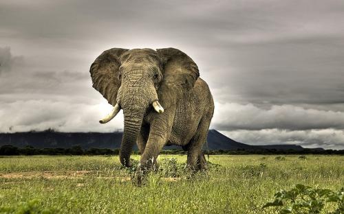 Elephant numbers across the continent declined by roughly 70,000 between 2006 and 2013
Credit:miquitos