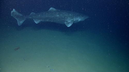 A greenland shark reaches the length of around 5 metres (Credit: NOAA OKEANOS Explorer Program) A greenland shark reaches the length of around 5 metres (Credit: NOAA OKEANOS Explorer Program)