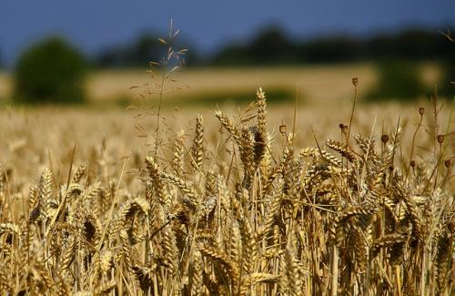 The FAO has raised its forecast of global wheat production to 742.4 million tonnes driven by increases in India, the US and the Russian Federation
Credit: Jon Bunting/Flickr