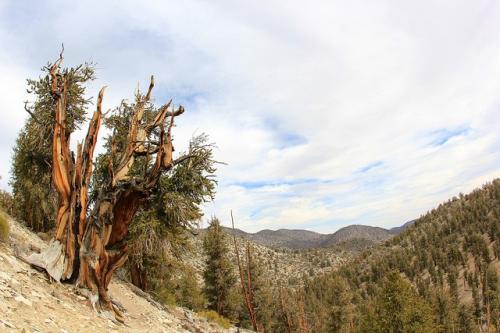 Bristlecone pines, including the Methusaleh, have survived in North America’s Great Basin for thousands of years
Credit: Daveynin/Flickr