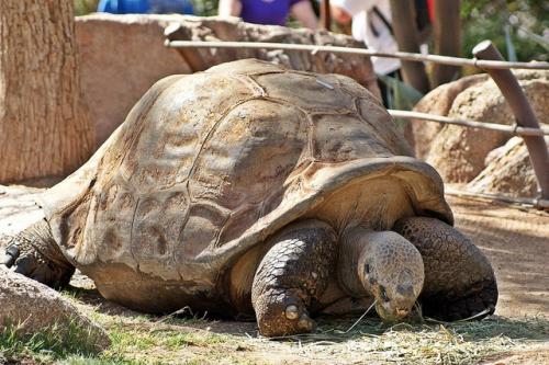 Over the past 200 years, hunting and invasive species reduced giant tortoise populations by an estimated 90 percent, destroying several species and pushing others to the brink of extinction
Credit: Sergei ~ 5of7/Flickr Over the past 200 years, hunting and invasive species reduced giant tortoise populations by an estimated 90 percent, destroying several species and pushing others to the brink of extinction
Credit: Sergei ~ 5of7/Flickr