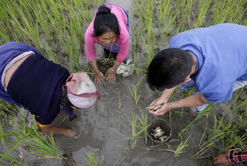 The Apatanis of Ziro Valley in Arunachal Pradesh grow fish and rice together
Credit: Vikas Choudhary