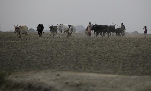 Cattle can no longer be traded for the purposes of slaughter: Centre Cattle can no longer be traded for the purposes of slaughter: Centre