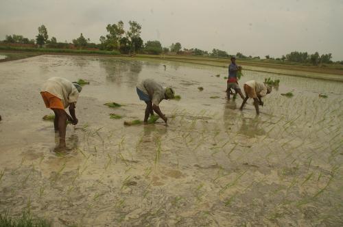 Climate change to affect rice productivity, finds a new study Climate change to affect rice productivity, finds a new study