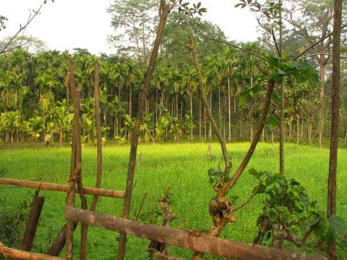 Betel nut forms mustard field boundary. Photo: Author/Mongabay. Betel nut forms mustard field boundary. Photo: Author/Mongabay.