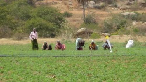 Multicropping or polycropping has a number of benefits and is aimed at drought-proofing dryland agriculture that entirely depends on rainfall
Credit: Ati Anirudh Multicropping or polycropping has a number of benefits and is aimed at drought-proofing dryland agriculture that entirely depends on rainfall
Credit: Ati Anirudh