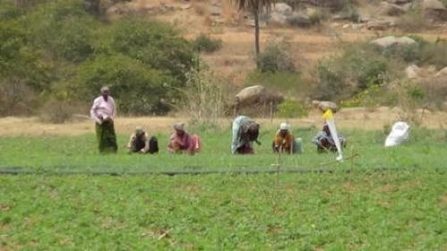 Anantapur farmers take up polycropping to drought-proof agriculture