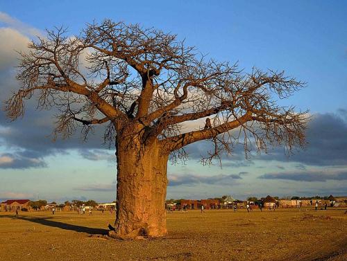 A baobab tree sheds its leaves in the dry season to require less water. Credit: Wikimedia Commons A baobab tree sheds its leaves in the dry season to require less water. Credit: Wikimedia Commons