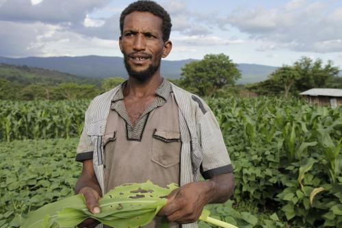 300 million sub-Saharan Africans could go hungry due to Fall Armyworm 300 million sub-Saharan Africans could go hungry due to Fall Armyworm