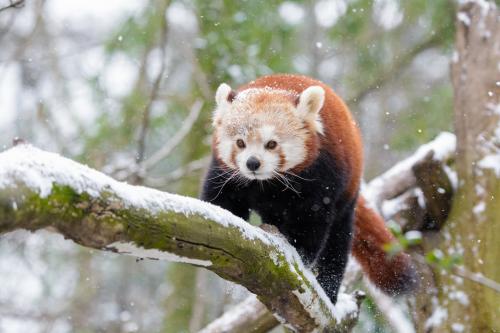 4 species added to recovery programme by Wildlife Board 4 species added to recovery programme by Wildlife Board