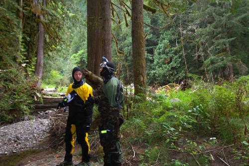 Urban 'forests' can store almost as much carbon as tropical rainforests Urban 'forests' can store almost as much carbon as tropical rainforests